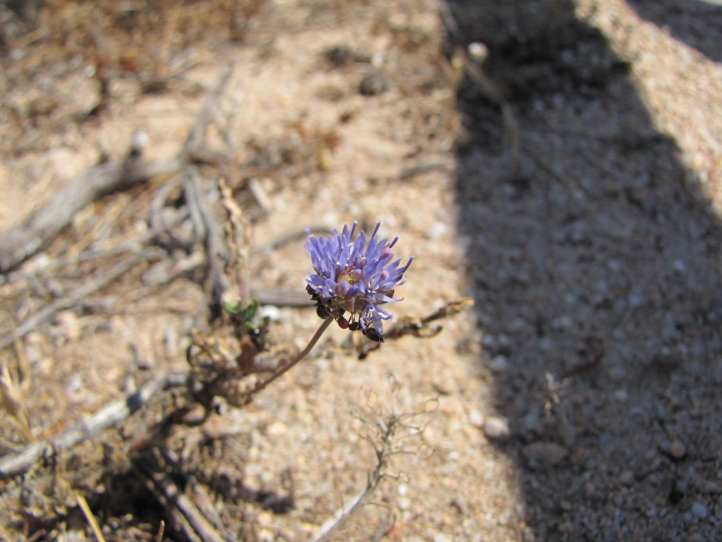 pianta sarda - Globularia alypum